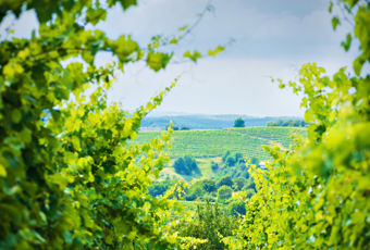 iStock-168360402.jpg