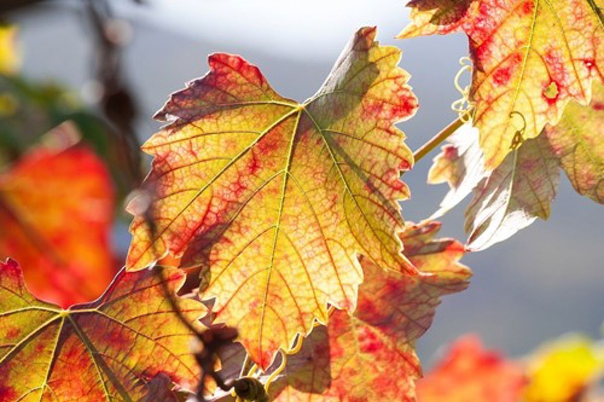 Wine 1731640 960 720