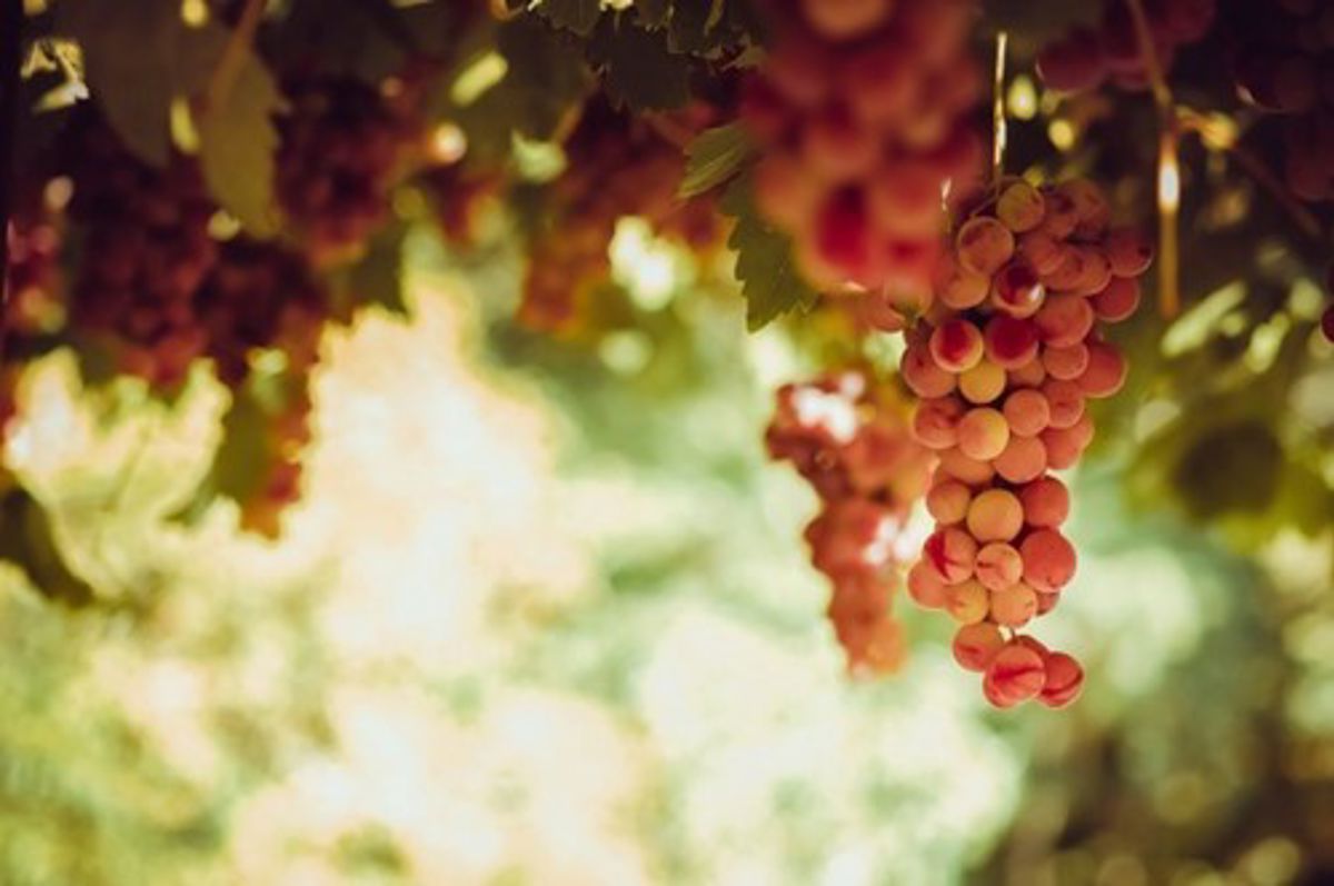 Red Grape Bunches Hanging From Vine Sun Light 1401 396